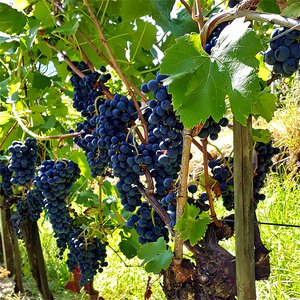 Weinprobe Weinprobe